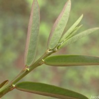 Phyllanthus virgatus G.Forst.
